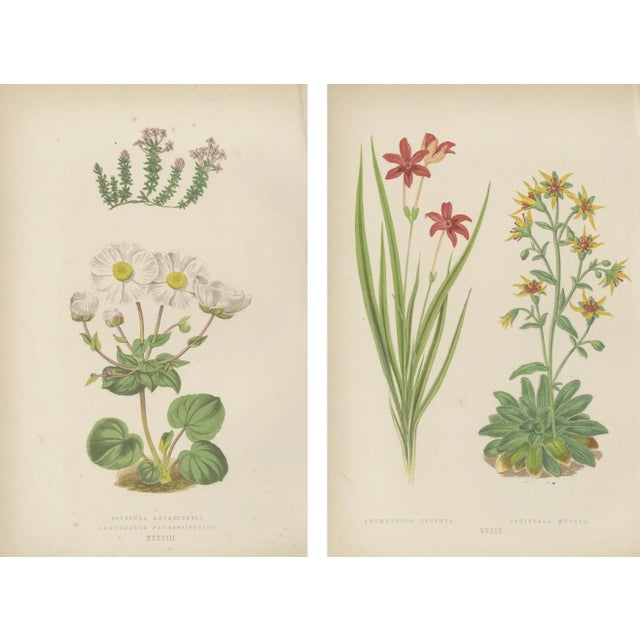 Bell, Alpine Botanical Illustrations of Anomatheca and Saxifrage, 1874, Lithographs, Set of 2 For Sale - Image 4 of 4