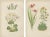 Bell, Alpine Botanical Illustrations of Anomatheca and Saxifrage, 1874, Lithographs, Set of 2 For Sale - Image 4 of 4