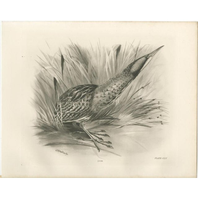 After Lilian Medland, Bittern, 1909, Print For Sale - Image 3 of 9