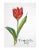 Red Tulip is an artwork realized by Ferdinando Codognotto in 2023. Black and color marker on paper. Hand-signed in the...