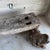 Primitive Mesquite Wood and Stone Bench Curated by Ambianic For Sale - Image 4 of 7