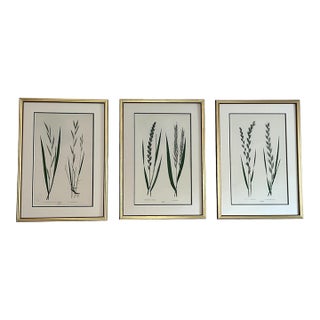 English Grass Botanical Framed Set of 3 - Giclee of Edward Lowe 19th Century Prints For Sale
