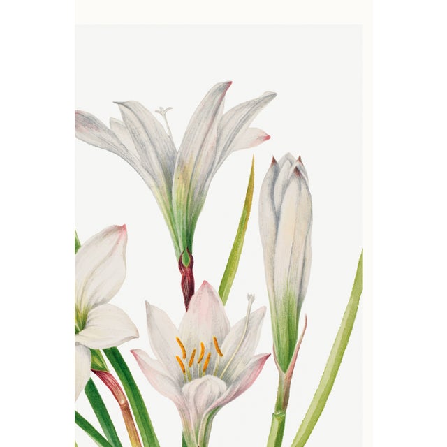 Paper Atamasco Lily, Vintage Botanical Art Print Reproduction by Mary Vaux Walcott, 40" X 60" For Sale - Image 7 of 9