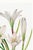 Paper Atamasco Lily, Vintage Botanical Art Print Reproduction by Mary Vaux Walcott, 40" X 60" For Sale - Image 7 of 9