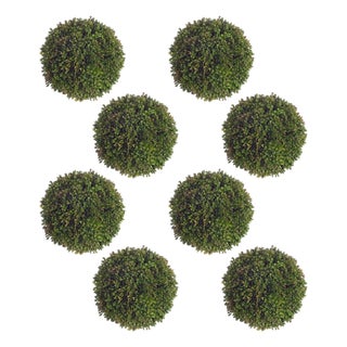 Boxwood Sedum Orb (Set of 8) For Sale