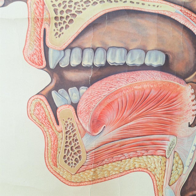 Vintage School Poster Larynx, 1940s, in Good conditions. Designed 1920 to 1949 This piece has an attribution mark, I am...