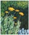Charming floral painting of yellow achillea moonshine flowers among the green grass by California artist Eleanor Perry...