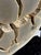 Beige Septaria on Custom Stand For Sale - Image 8 of 18
