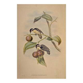 Woodpeckers, Ceylonese Pygmy: A 19th C. Gould Hand-Colored Lithograph, 1850 For Sale