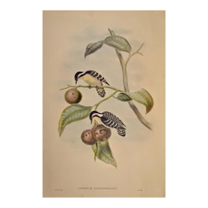 Woodpeckers, Ceylonese Pygmy: A 19th C. Gould Hand-Colored Lithograph, 1850