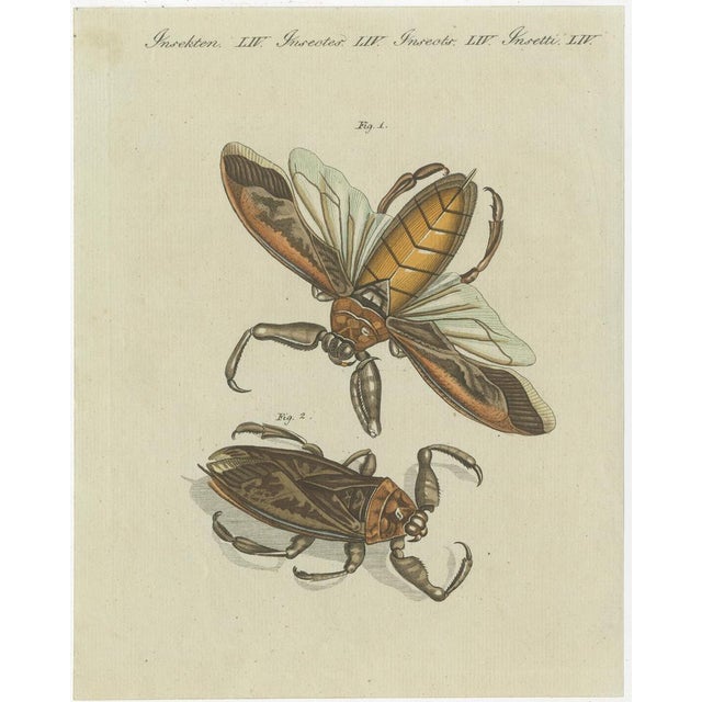 Set of four original antique prints of various insects including the grain weevil, human flea, human louse, the great...