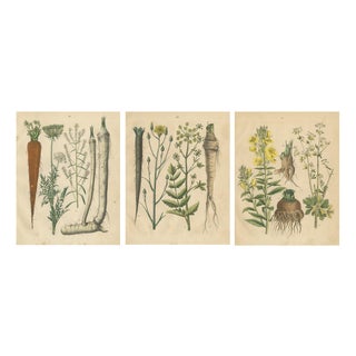 Calwer, Root and Medicinal Plant Botanical Studies, 1852, Prints, Set of 3 For Sale