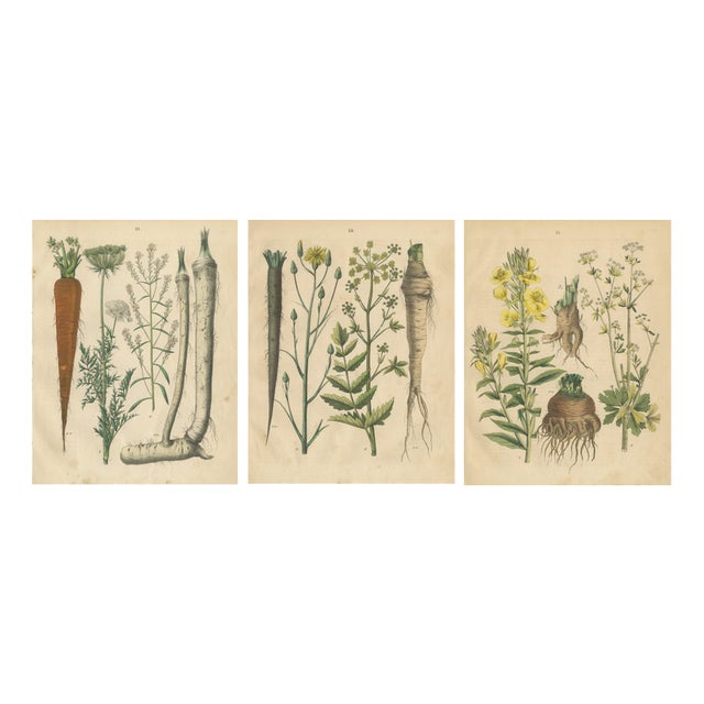Calwer, Root and Medicinal Plant Botanical Studies, 1852, Prints, Set of 3 For Sale