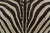 Contemporary Rug & Kilim’s Contemporary Burchell Zebra Hide With Classic Black Stripes For Sale - Image 3 of 9