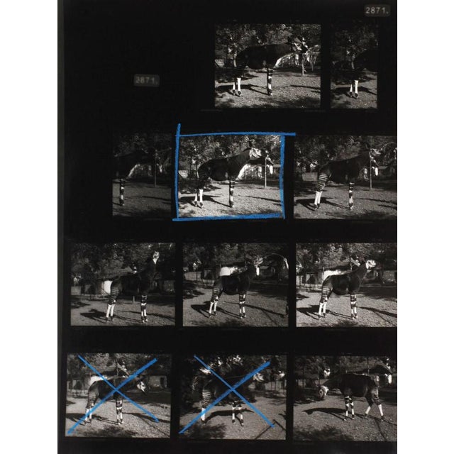 Simon Starling (f. 1967) Composition with Okapi. Signed at the back. "Gold Toned Okapi / Test 2006 S.J.S". Unframed: 30x24...