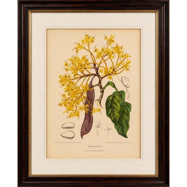 Original antique botanical chromolithograph of yellow saraca (saraca declinata), c. 1880 : a beautiful original antique...