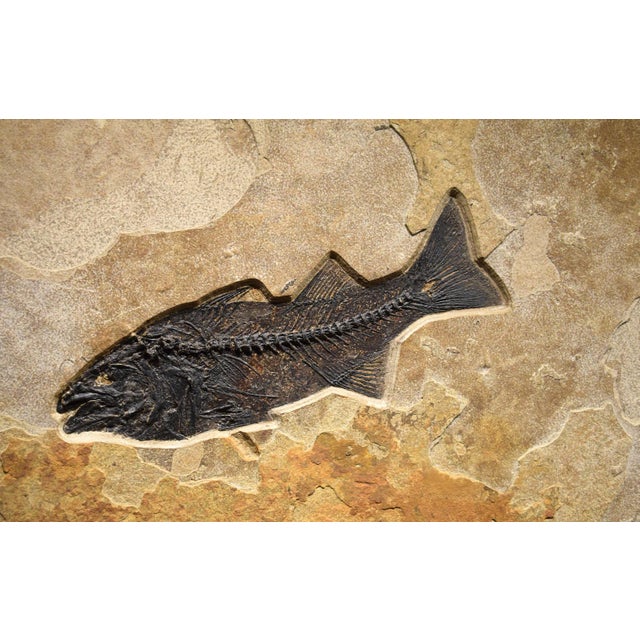 Contemporary Fossil Fish Mural 8334cm For Sale - Image 3 of 5