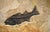 Contemporary Fossil Fish Mural 8334cm For Sale - Image 3 of 5