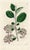 Original early-1800s hand colored engraving that appeared in "The Botanical Register", a British horticultural journal...
