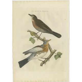 C. Nozeman, M. Houttuyn and J.C. Sepp, Fieldfare, 1797, Paper For Sale