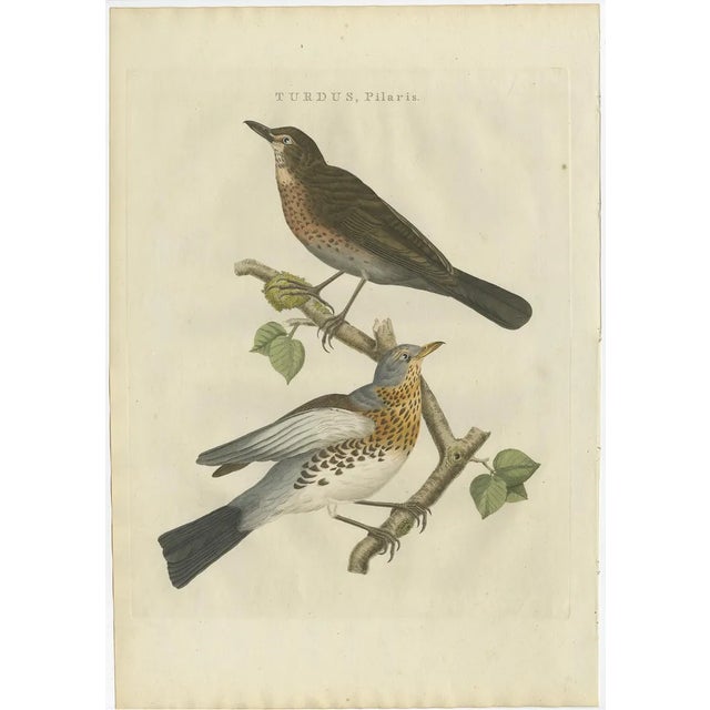 C. Nozeman, M. Houttuyn and J.C. Sepp, Fieldfare, 1797, Paper For Sale