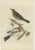 C. Nozeman, M. Houttuyn and J.C. Sepp, Fieldfare, 1797, Paper For Sale