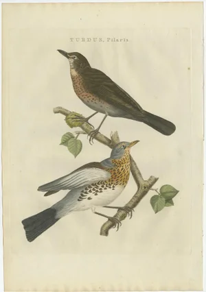 C. Nozeman, M. Houttuyn and J.C. Sepp, Fieldfare, 1797, Paper