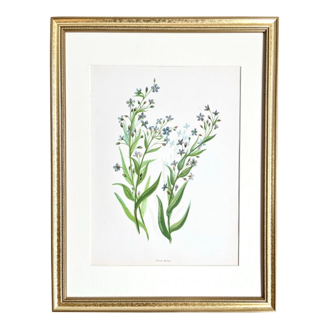 Antique Botanical Forget Me Not Flowers C. 1900 For Sale