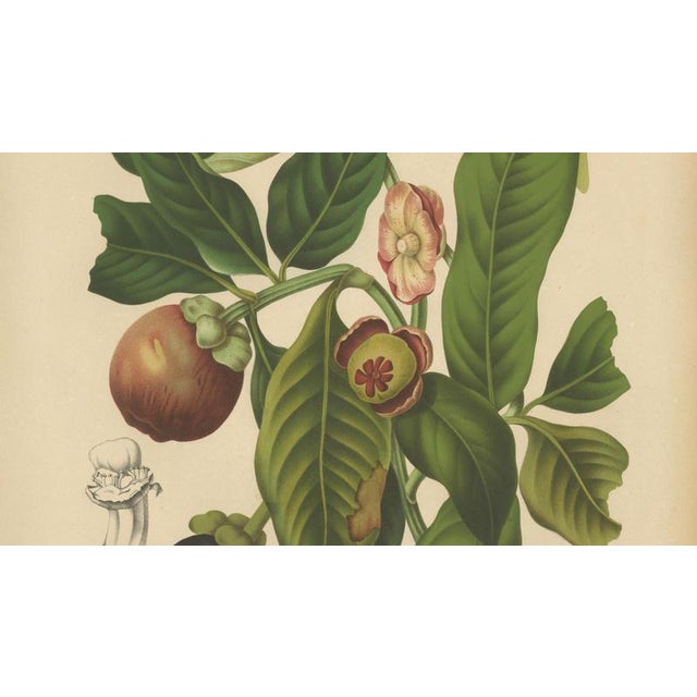 Berthe Hoola van Nooten, Mangosteen, 1880, Chromolithograph For Sale - Image 5 of 9