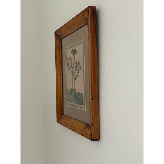 19th Century English Botanical Illustration Print in Antique Birds Eye Maple Frame (#2 of 2 Available) For Sale - Image 4 of 12