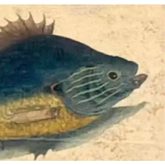 Tan 18th Century Framed Trio of Fish Engraving by Mark Catesby For Sale - Image 8 of 10