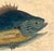 Tan 18th Century Framed Trio of Fish Engraving by Mark Catesby For Sale - Image 8 of 10