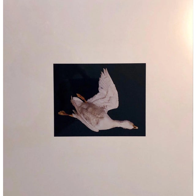 This is a proof print. signed and marked bat (for bon a tirer or good to print) This is a single print from 1998 Birds....