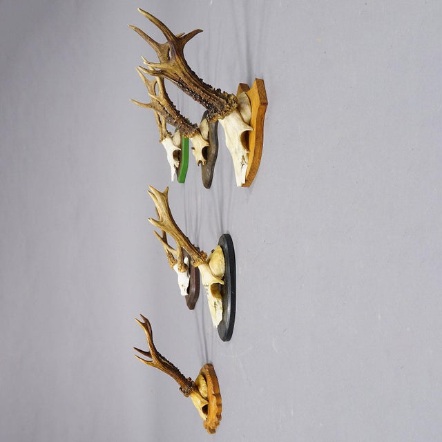 Farmhouse Set of Six Black Forest Roe Deer Trophies on Wooden Plaques - Germany For Sale - Image 3 of 8