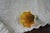 Lundberg Studios 1980s Lundberg Studios Floral Glass Shade For Sale - Image 4 of 7