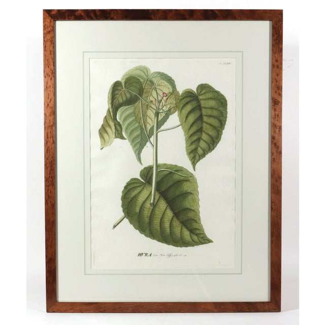 Mid 18th Century 18th-Century Exotic Botanical Prints From Plantae Selectae by Georg Ehret For Sale - Image 5 of 18
