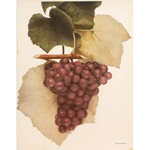 1900s U. P. Hedrick, Original Antique Photogravure of Jefferson Grapes