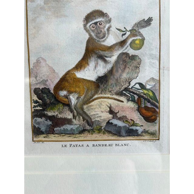 Traditional Pair of Antique Hand Colored French Monkey Engravings Reproduction For Sale - Image 3 of 4