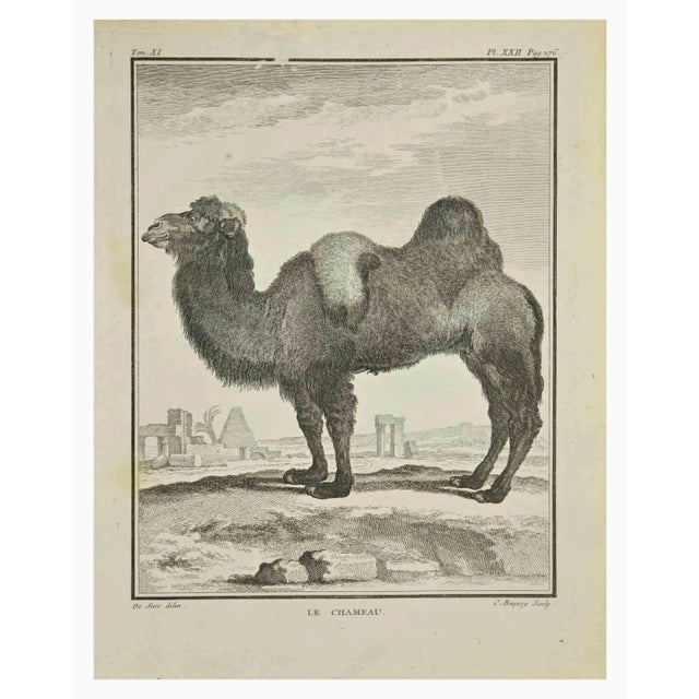 Le Chameau is an etching realized by Jean Charles Baquoy in 1771. It belongs to the suite "Histoire Naturelle de Buffon"....