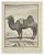 Le Chameau is an etching realized by Jean Charles Baquoy in 1771. It belongs to the suite "Histoire Naturelle de Buffon"....