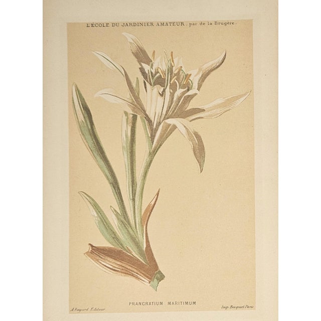 This is a set of 2 antique French chromolithographs that date to c1880s. They are from a collector's album of botanicals,...