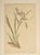 This is a set of 2 antique French chromolithographs that date to c1880s. They are from a collector's album of botanicals,...
