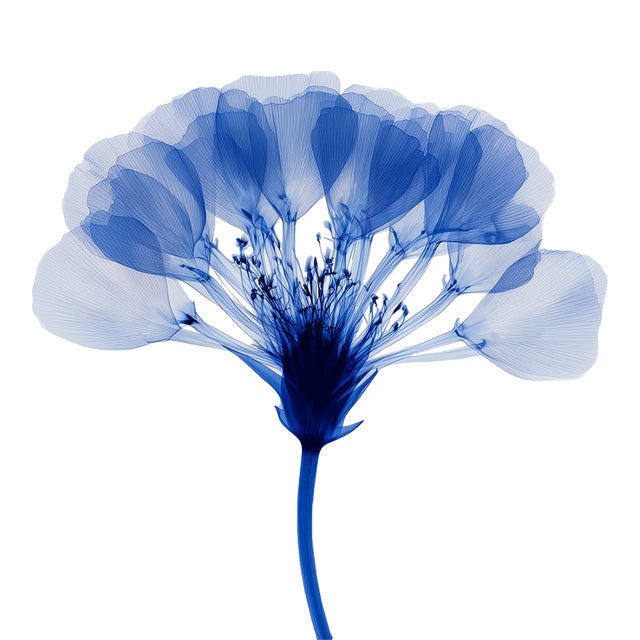 Abstract Blue Botanical Limited Edition Fine Art Print No. 5 | Organic Modern For Sale