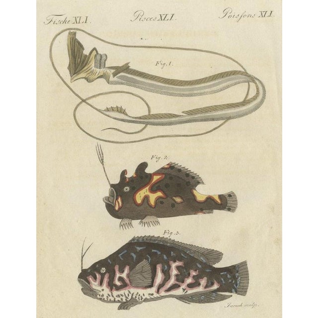 Bertuch, Frogfish with Lure and a Ribbon Fish, 1810, Print For Sale - Image 12 of 12