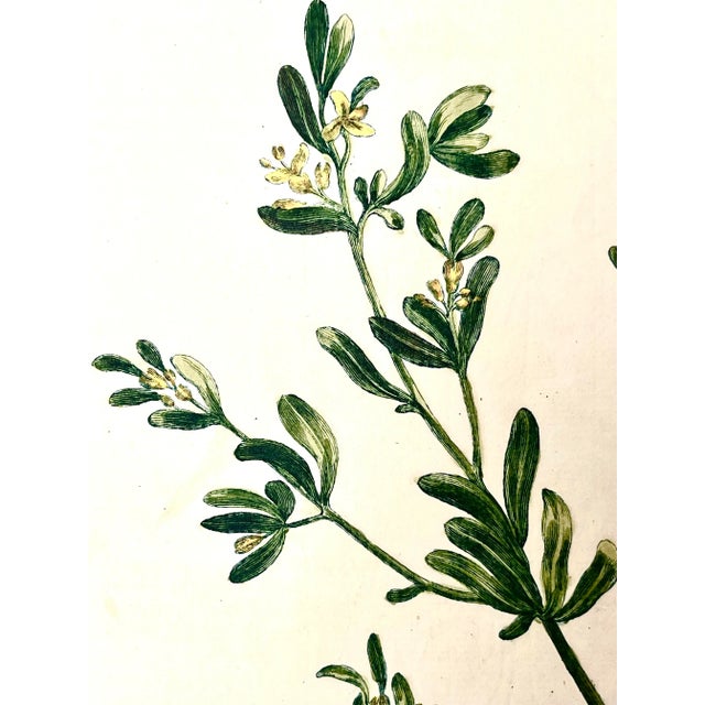Sculpture Materials Antique Botanical Print of Cenorum by Phillip Miller London 1756 For Sale - Image 7 of 7