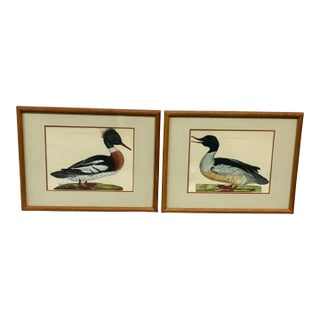 Jan Christian Sepp Merganser Duck Engraving Reproductions, Pair For Sale