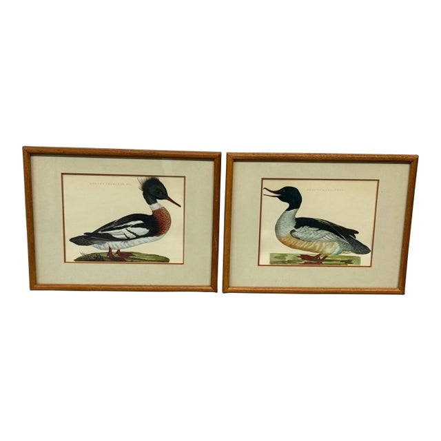 Jan Christian Sepp Merganser Duck Engraving Reproductions, Pair For Sale