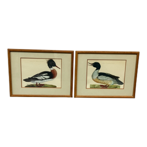 Jan Christian Sepp Merganser Duck Engraving Reproductions, Pair