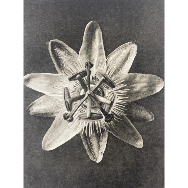 Exquisite Botanical photogravure from famed Urformen Der Kunst portfolio by Blossfeldt . Karl Blossfeldt (1865 - 1932) was...
