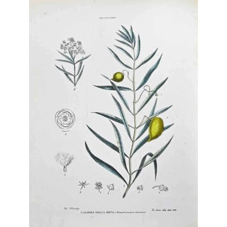 Vincenzo Tenore, Ascepiadee, Lithograph, 1870s For Sale